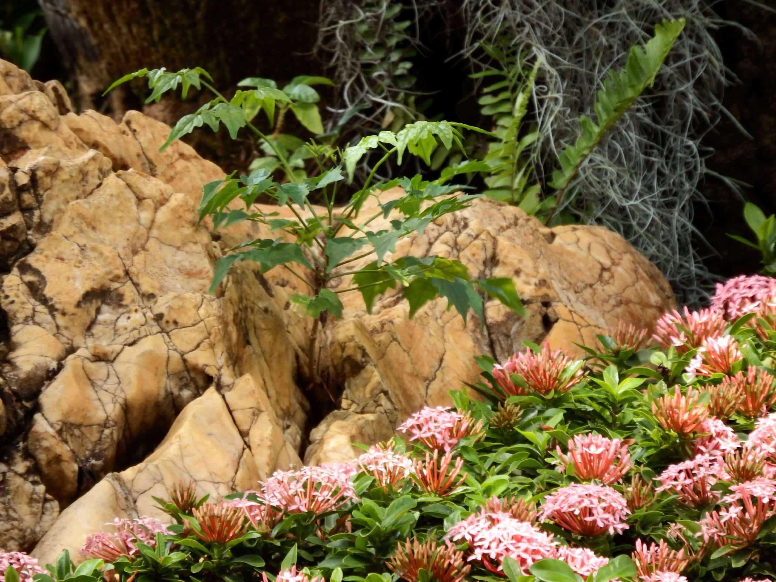 Des plantes exotiques pour son jardin - Maison moderne