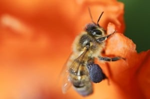 PHB Désinsectisation Abeilles